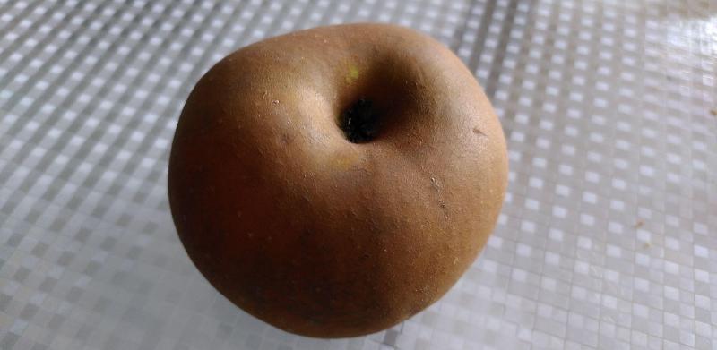Featured image of post Reinata